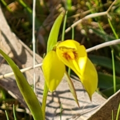 Diuris chryseopsis (Golden Moth) at Isaacs Ridge and Nearby - 14 Sep 2022 by Mike