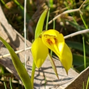 Diuris chryseopsis at Jerrabomberra, ACT - suppressed