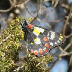 Delias aganippe (Spotted Jezebel) at Underbool, VIC - 4 Sep 2022 by Christine
