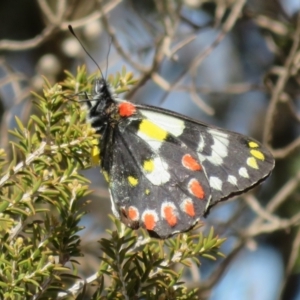 Delias aganippe at Underbool, VIC - 4 Sep 2022 10:49 AM