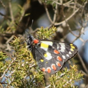 Delias aganippe at Underbool, VIC - 4 Sep 2022 10:49 AM