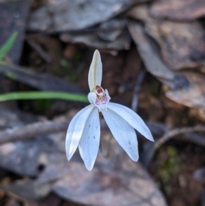 Caladenia fuscata at Indigo Valley, VIC - suppressed