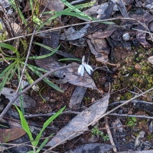 Caladenia fuscata at Indigo Valley, VIC - suppressed