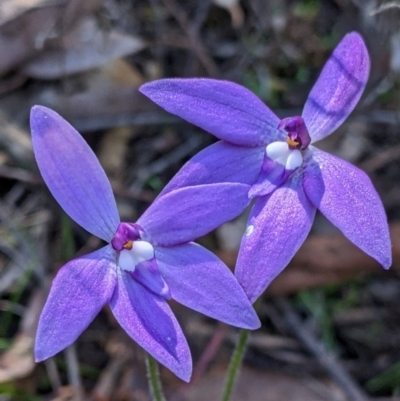 Glossodia major (Wax Lip Orchid) at Chiltern-Mt Pilot National Park - 13 Sep 2022 by Darcy