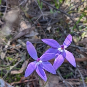 Glossodia major at Indigo Valley, VIC - 14 Sep 2022