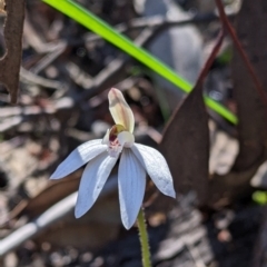 Caladenia fuscata (Dusky Fingers) at Indigo Valley, VIC - 14 Sep 2022 by Darcy