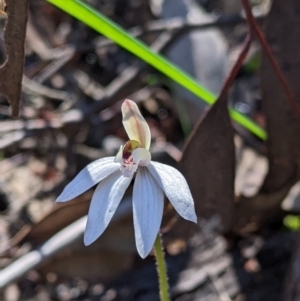 Caladenia fuscata at Indigo Valley, VIC - 14 Sep 2022