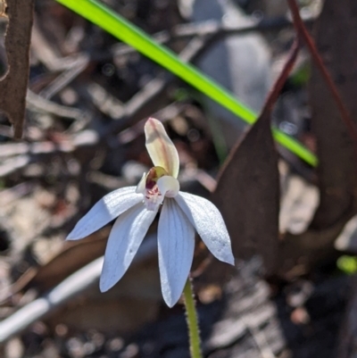Caladenia fuscata (Dusky Fingers) at Chiltern-Mt Pilot National Park - 13 Sep 2022 by Darcy