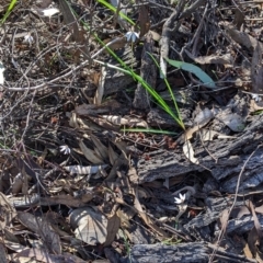 Caladenia fuscata at Indigo Valley, VIC - 14 Sep 2022