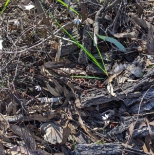 Caladenia fuscata at Indigo Valley, VIC - suppressed