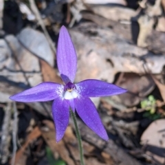 Glossodia major (Wax Lip Orchid) at Chiltern-Mt Pilot National Park - 13 Sep 2022 by Darcy