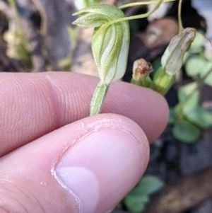 Diplodium nanum (ACT) = Pterostylis nana (NSW) at Indigo Valley, VIC - suppressed