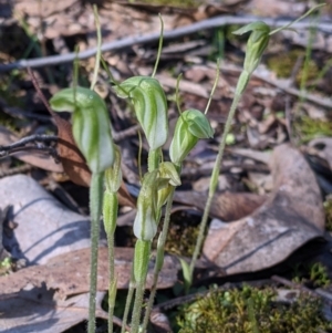 Diplodium nanum (ACT) = Pterostylis nana (NSW) at Indigo Valley, VIC - suppressed