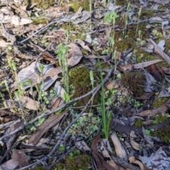 Diplodium nanum (ACT) = Pterostylis nana (NSW) at Indigo Valley, VIC - suppressed