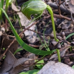 Pterostylis nutans (Nodding Greenhood) at Indigo Valley, VIC - 14 Sep 2022 by Darcy