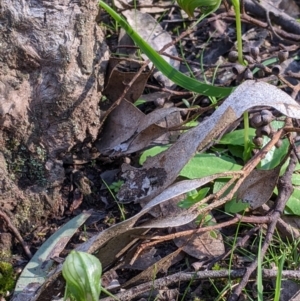 Pterostylis nutans at Indigo Valley, VIC - suppressed