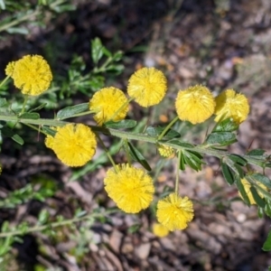 Acacia paradoxa at Indigo Valley, VIC - 14 Sep 2022 09:19 AM