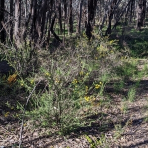 Acacia paradoxa at Indigo Valley, VIC - 14 Sep 2022