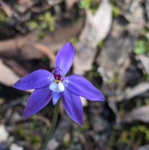 Glossodia major at Indigo Valley, VIC - 14 Sep 2022