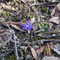 Glossodia major at Indigo Valley, VIC - 14 Sep 2022