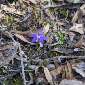 Glossodia major at Indigo Valley, VIC - 14 Sep 2022