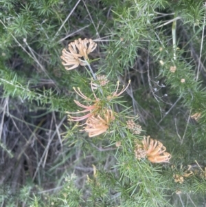 Grevillea juniperina at Aranda, ACT - 14 Sep 2022 04:43 PM