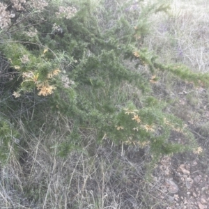 Grevillea juniperina at Aranda, ACT - 14 Sep 2022 04:43 PM