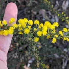 Acacia acinacea (Gold Dust Wattle) at Chiltern-Mt Pilot National Park - 13 Sep 2022 by Darcy