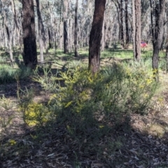 Acacia acinacea at Indigo Valley, VIC - 14 Sep 2022