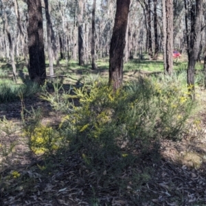 Acacia acinacea at Indigo Valley, VIC - 14 Sep 2022 09:41 AM