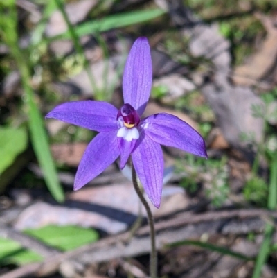 Glossodia major (Wax Lip Orchid) at Chiltern-Mt Pilot National Park - 13 Sep 2022 by Darcy