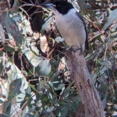 Cracticus torquatus (Grey Butcherbird) at Chiltern-Mt Pilot National Park - 13 Sep 2022 by Darcy