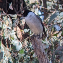 Cracticus torquatus at Indigo Valley, VIC - 14 Sep 2022