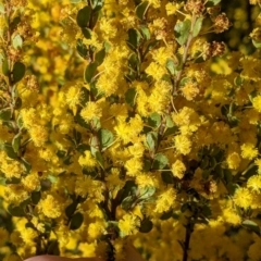 Acacia acinacea (Gold Dust Wattle) at Indigo Valley, VIC - 14 Sep 2022 by Darcy