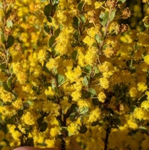 Acacia acinacea (Gold Dust Wattle) at Indigo Valley, VIC by Darcy