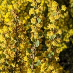 Acacia acinacea at Indigo Valley, VIC - 14 Sep 2022 10:37 AM