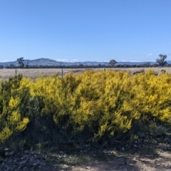 Acacia acinacea at Indigo Valley, VIC - 14 Sep 2022