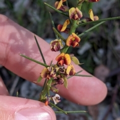 Daviesia genistifolia (Broom Bitter Pea) at Chiltern-Mt Pilot National Park - 14 Sep 2022 by Darcy