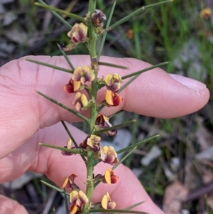 Daviesia genistifolia at Indigo Valley, VIC - 14 Sep 2022