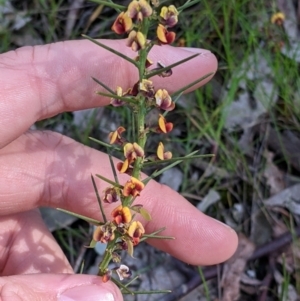 Daviesia genistifolia at Indigo Valley, VIC - 14 Sep 2022