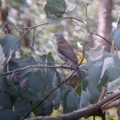 Colluricincla harmonica (Grey Shrikethrush) at Chiltern-Mt Pilot National Park - 14 Sep 2022 by Darcy