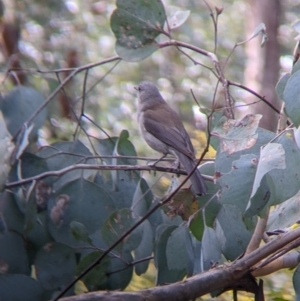 Colluricincla harmonica at Indigo Valley, VIC - 14 Sep 2022