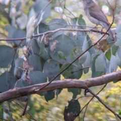 Colluricincla harmonica at Indigo Valley, VIC - 14 Sep 2022