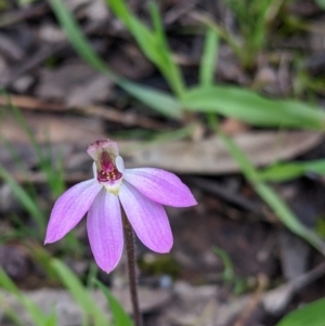 Caladenia carnea at Indigo Valley, VIC - suppressed