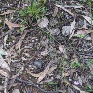 Caladenia carnea at Indigo Valley, VIC - suppressed