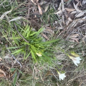 Freesia leichtlinii subsp. leichtlinii x Freesia leichtlinii subsp. alba at Aranda, ACT - 14 Sep 2022