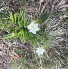 Freesia leichtlinii subsp. leichtlinii x Freesia leichtlinii subsp. alba at Aranda, ACT - 14 Sep 2022