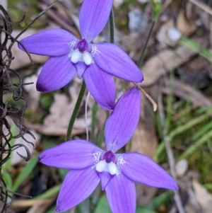 Glossodia major at Indigo Valley, VIC - suppressed