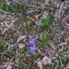 Glossodia major at Indigo Valley, VIC - 14 Sep 2022