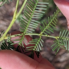 Acacia decurrens at Chiltern, VIC - 14 Sep 2022 by Darcy